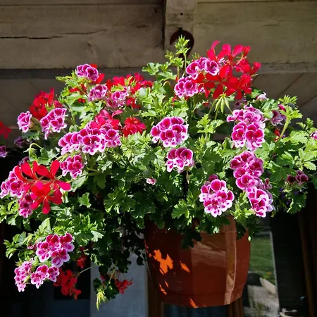 La Scierie, Maison Familiale, Prázdninový dům